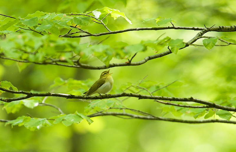 Bøksanger - Wood Warbler (Phylloscopus sibilatrix).jpg